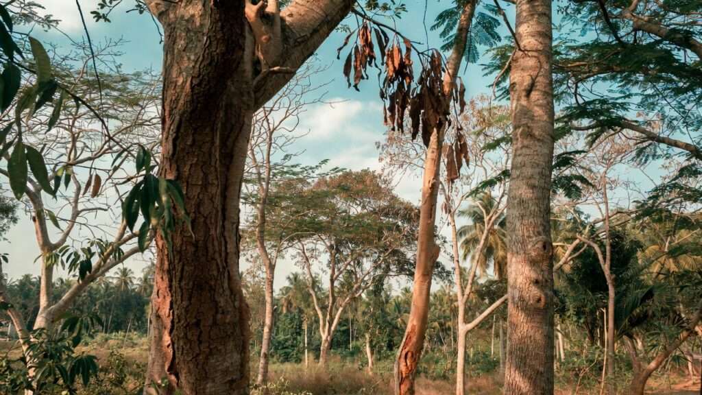 native xeric trees for your region