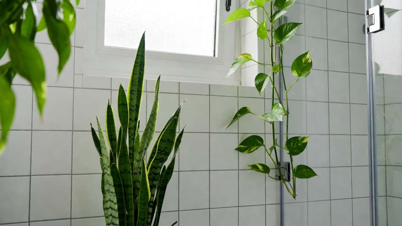 Snake plant and golden pothos in a bathroom setting, helping reduce excess indoor humidity naturally