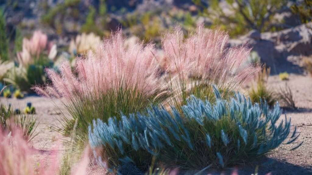 ornamental grasses for dry climates