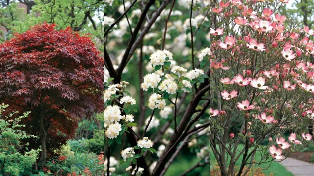 ornamental trees suitable for small gardens
