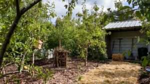 pest control in home orchards