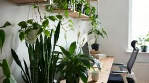 plant therapy in home offices