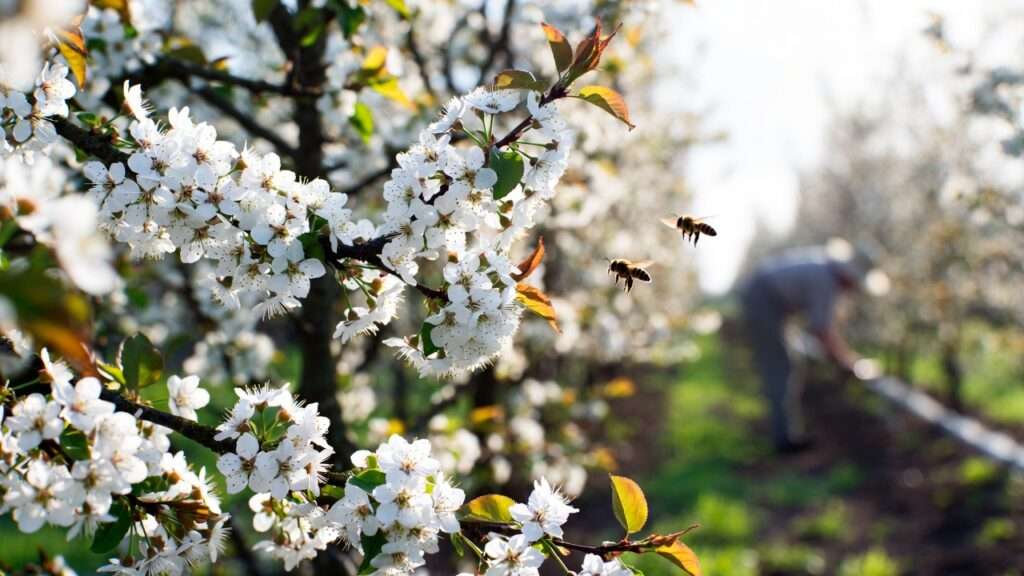 pollinator requirements for sweet cherries