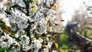pollinator requirements for sweet cherries