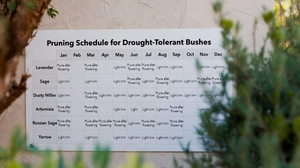 pruning schedules for drought-tolerant bushes