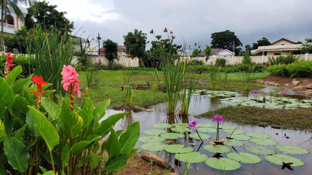 rain garden ideas for water runoff