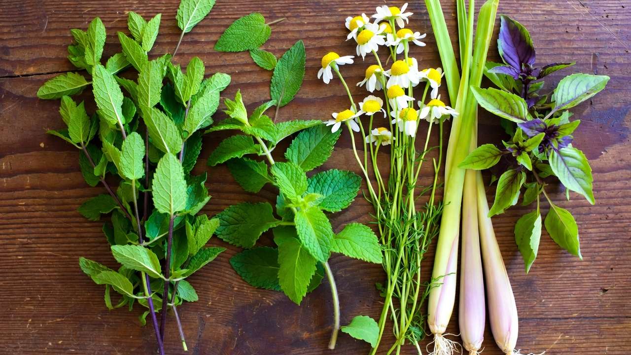 Fresh ingredients for homemade herbal tea blends including mint, chamomile, lemongrass, and holy basil arranged on wooden surface
