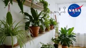 removing formaldehyde with houseplants