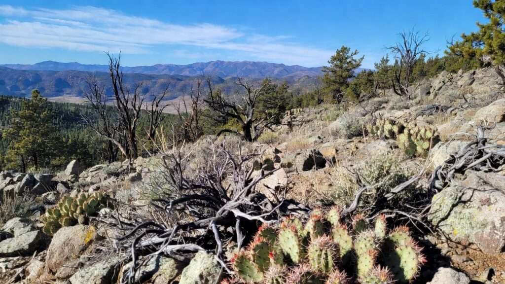 rocky mountain region xeric species