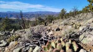 rocky mountain region xeric species