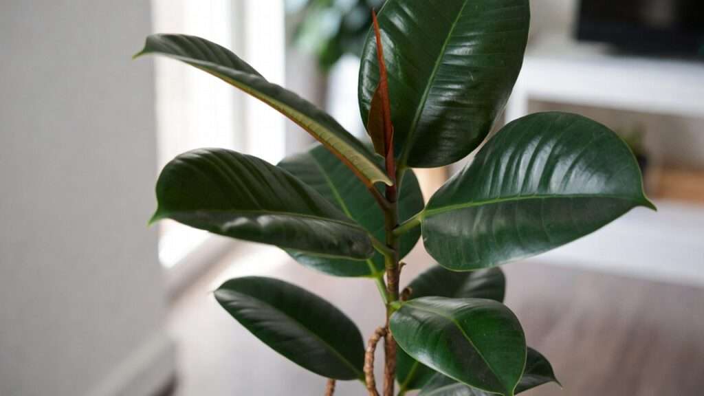 rubber plant benefits for indoor environment