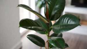 rubber plant benefits for indoor environment