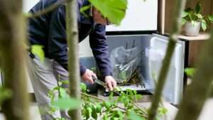 scion collection and storage tips