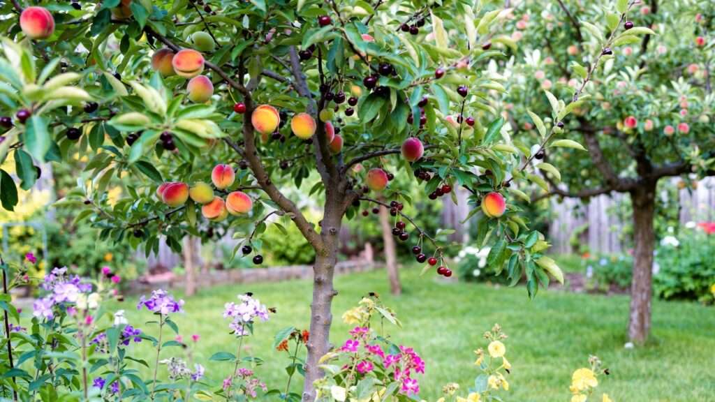 self-pollinating fruit trees explained