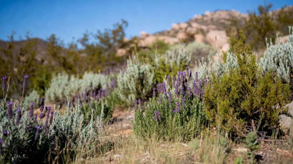 shrubs that survive minimal rainfall