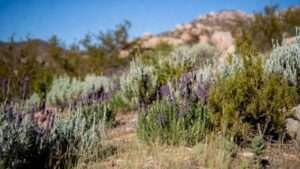 shrubs that survive minimal rainfall