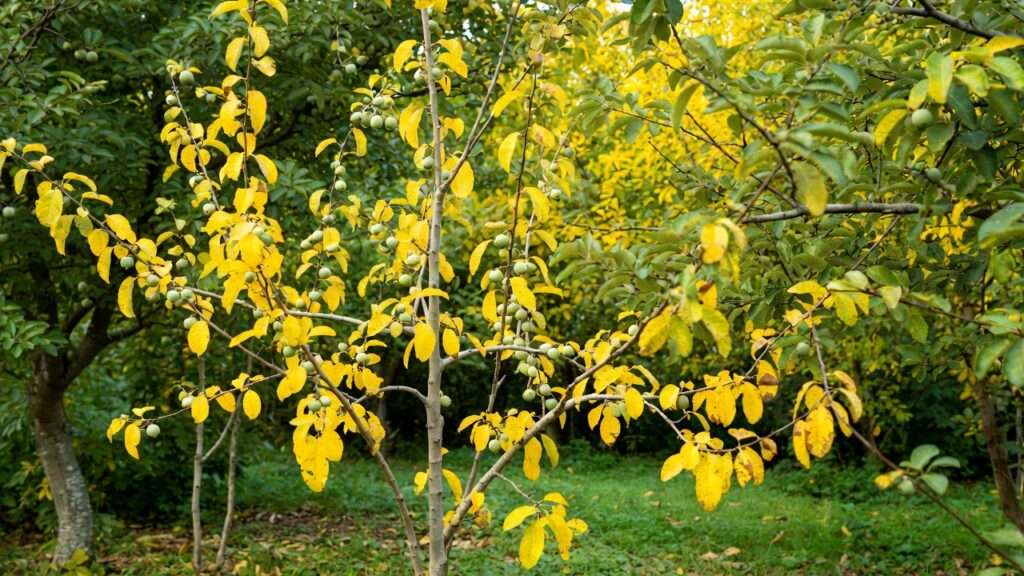 signs of fruit tree nutrient deficiency