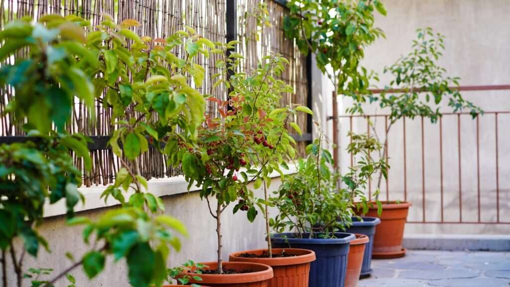 small space orchard ideas