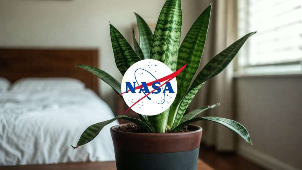 snake plant air cleaning benefits