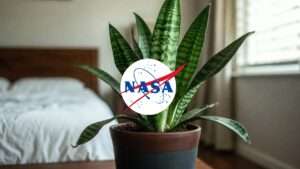 snake plant air cleaning benefits