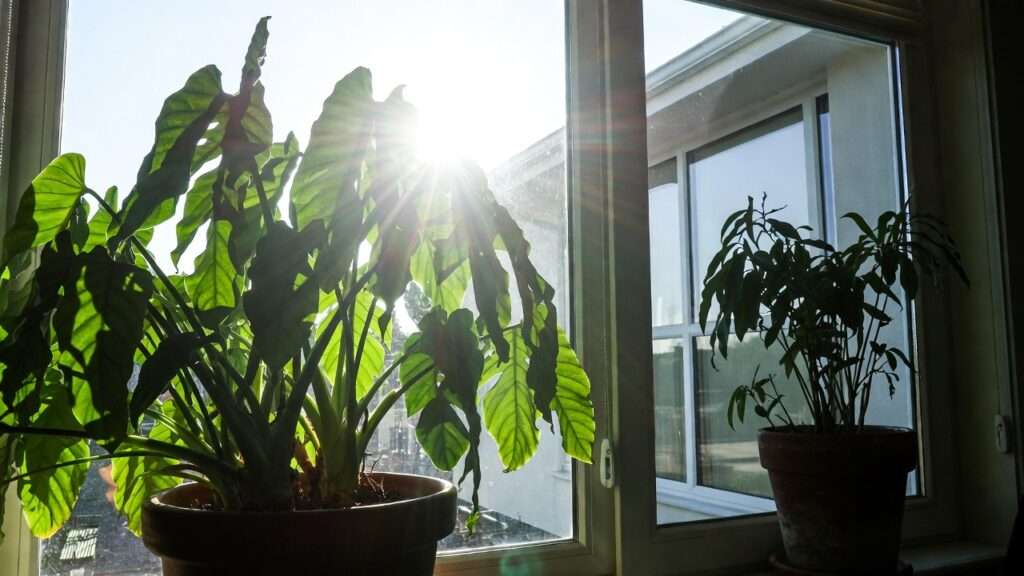 southern vs. northern window plant placements