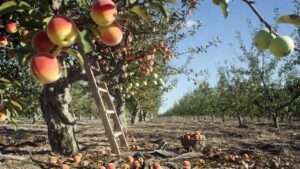 stone fruits vs. pome fruits: differences