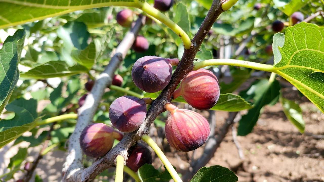 Ripe figs on branch of Ficus carica tree in low-water Mediterranean garden