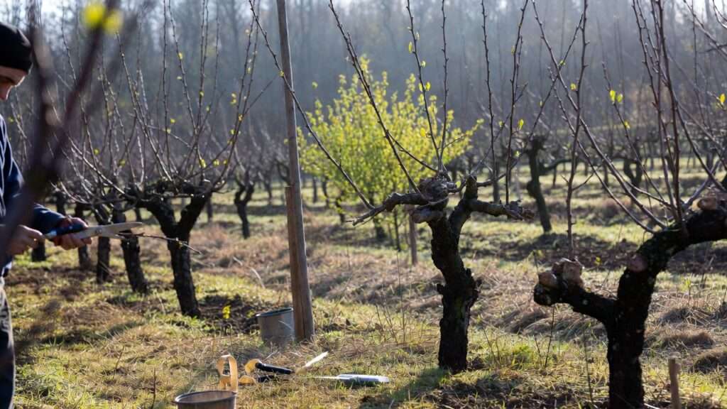 time of year for successful grafting