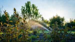 timing landscape watering for best absorption