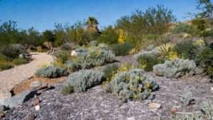 tips for weed control in xeric gardens