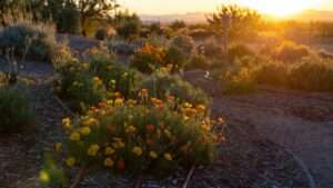 top drought-hardy plants for containers