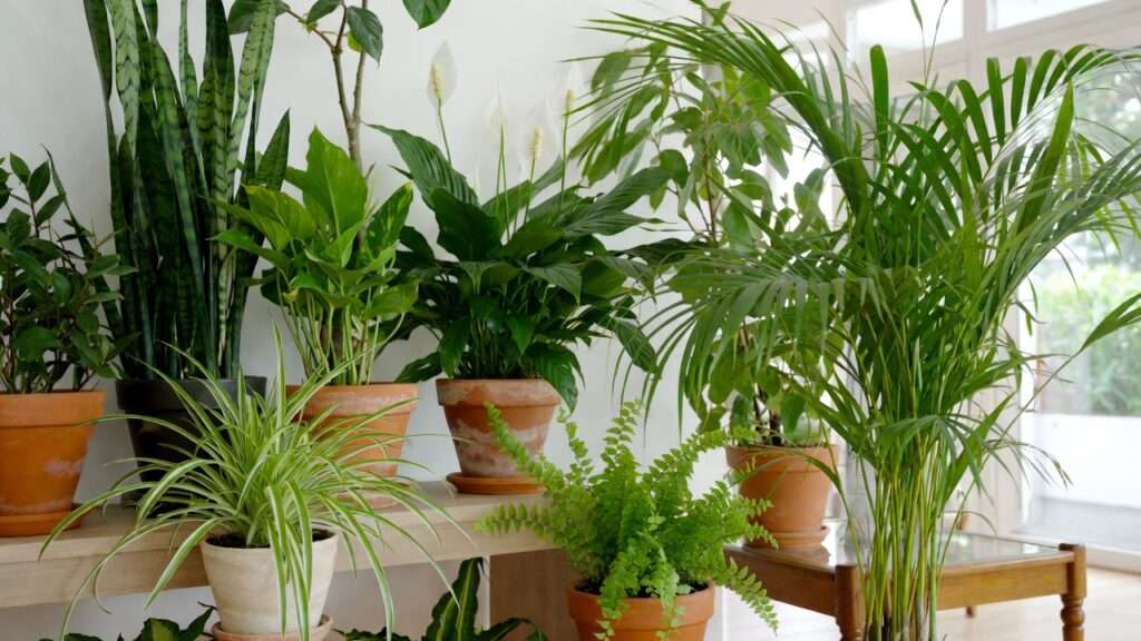 top houseplants for clean air