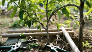 training young fruit tree branches
