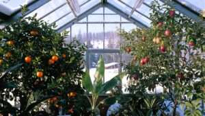 tropical fruit trees for greenhouse growing