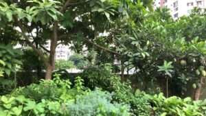 urban forest gardening concepts