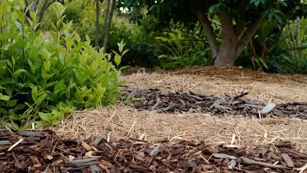 using organic mulch for weed control