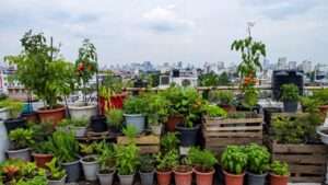 using rooftops for urban gardening