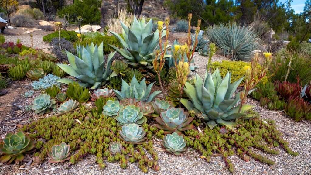 using succulents in a xeriscape