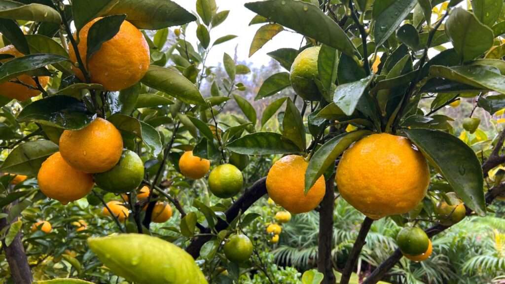 water requirements for citrus trees