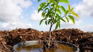 watering schedule for young fruit trees