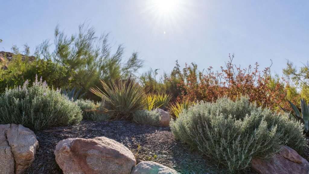 waterwise plants for the Southwest