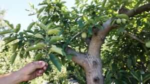 when to remove suckers from fruit trees