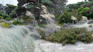 wind-resistant plants for dry coastal areas