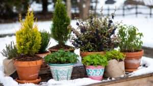 winter container gardening tips