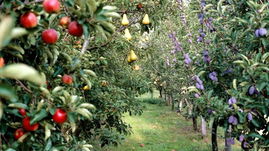 year-round fruit tree care guide