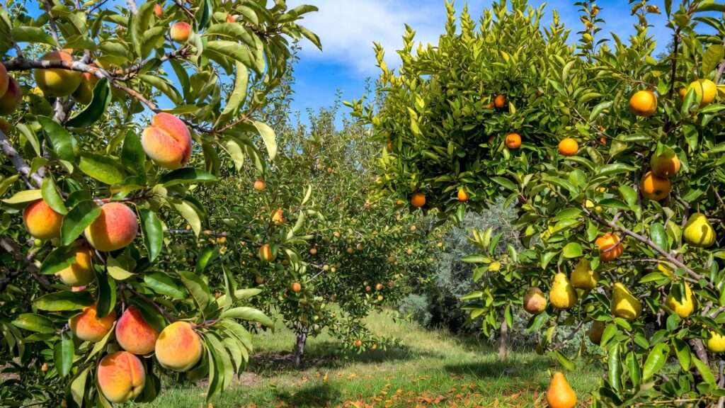 zone-specific fruit tree recommendations