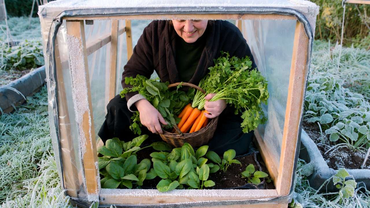 Benefits of using cold frames to extend growing season – gardener harvesting fresh vegetables from protected cold frame