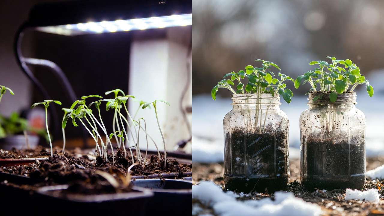 Strong winter sowing seeds outdoors seedlings vs weak indoor starts in milk jugs comparison