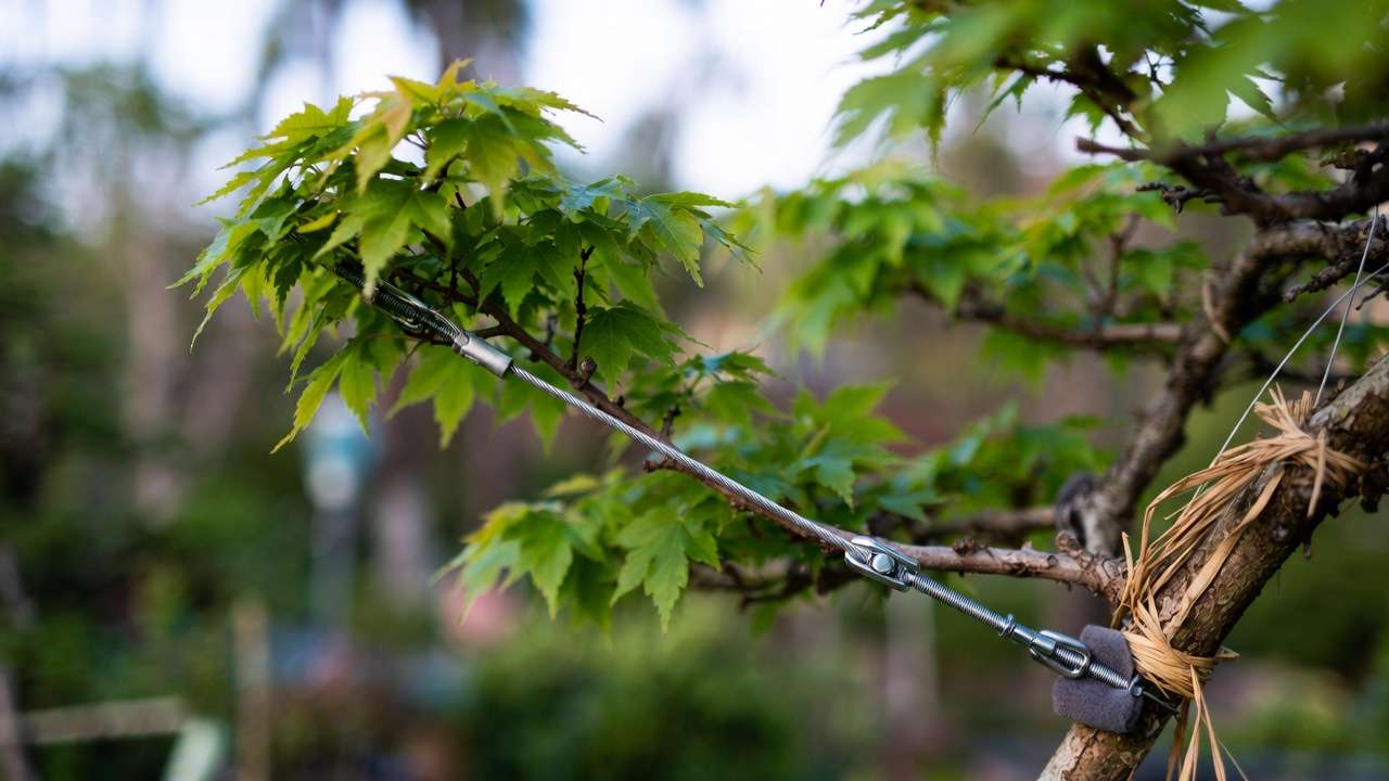 Guy wire and tension system shaping a bonsai maple branch with raffia protection — scar-free alternative to coiled wiring