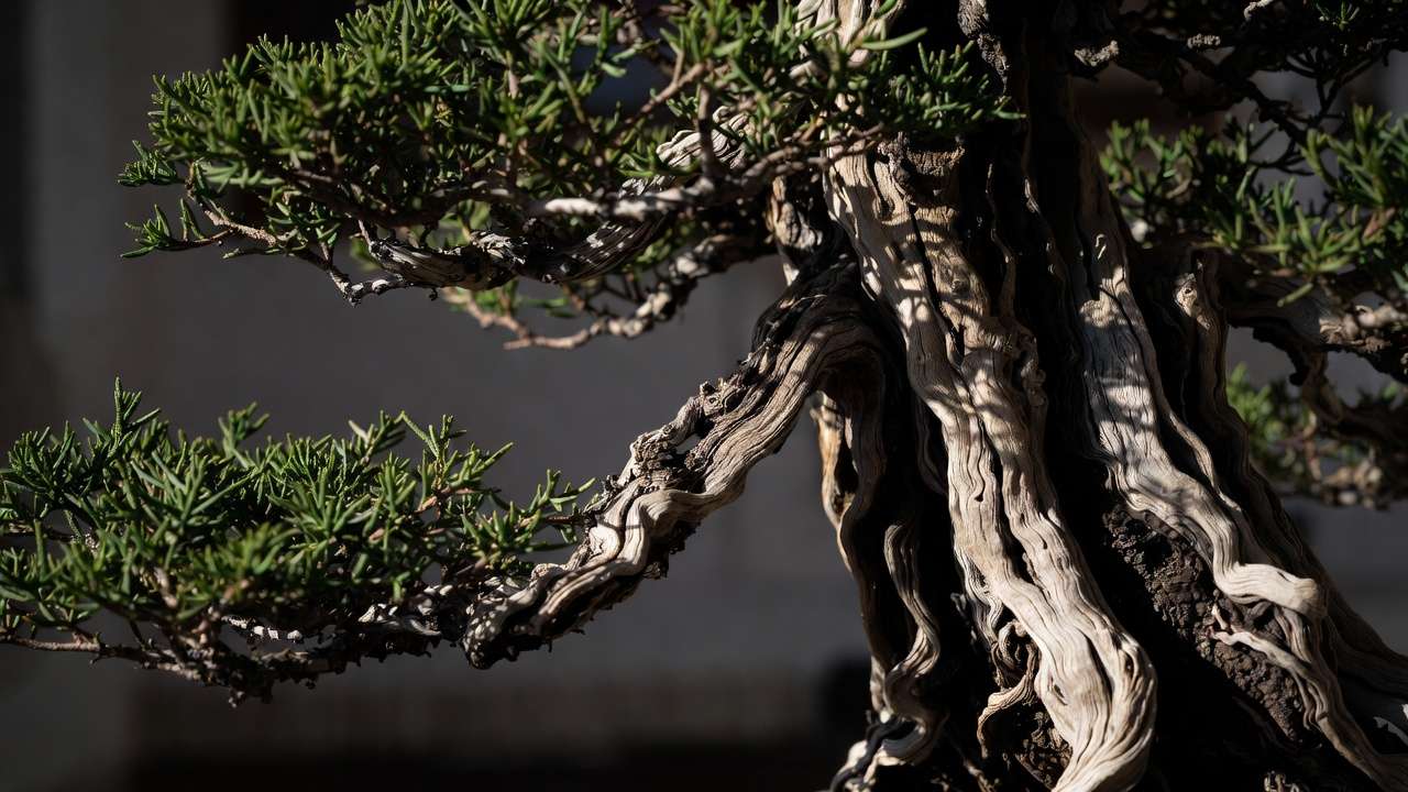 : Advanced cascading juniper bonsai with expert jin and shari deadwood for realistic cliff-like appearance